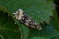Celypha lacunana