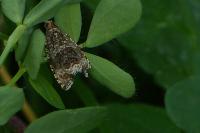 Celypha lacunana