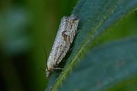 Bactra