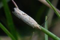 Bactra
