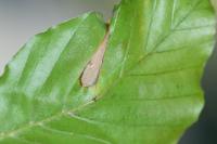 Phyllonorycter maestingella