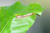 Phyllonorycter maestingella