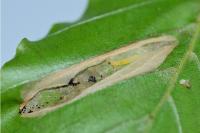 Phyllonorycter maestingella