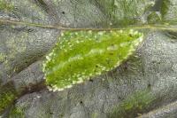 Phyllonorycter comparella