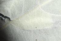 Phyllonorycter comparella