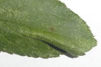 Phyllonorycter spinicolella