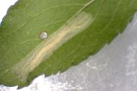 Phyllonorycter spinicolella
