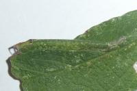 Phyllonorycter spinicolella