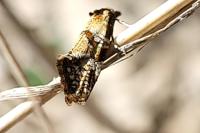 Aethes hartmanniana/piercei