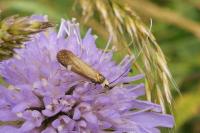 Nemophora metallica