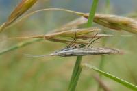 Coleophora
