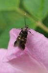 Pancalia leuwenhoekella