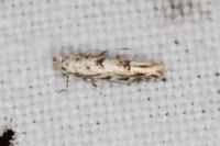 Phyllonorycter sagitella
