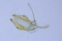 Phyllonorycter sagitella