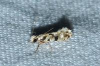 Nemapogon variatellus
