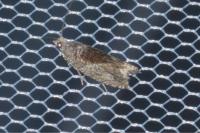 Epinotia nisella
