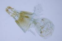 Epinotia nisella