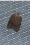Acleris sparsana