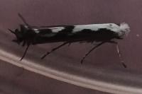 Lyonetia prunifoliella