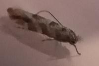 Phyllonorycter comparella