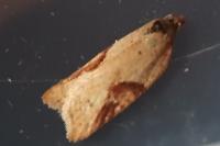 Acleris ferrugana