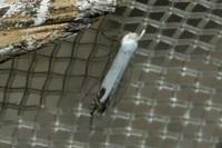 Lyonetia clerkella