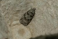Cnephasia