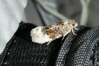 Hedya nubiferana