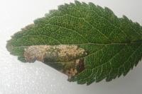 Phyllonorycter spinicolella