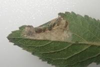 Phyllonorycter spinicolella