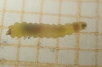 Phyllonorycter spinicolella