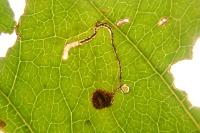 Bucculatrix frangutella