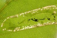 Phyllonorycter maestingella