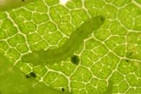 Phyllonorycter maestingella