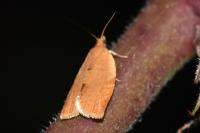 Clepsis consimilana