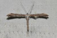 Emmelina monodactyla