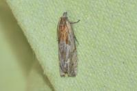 Eucosma gr. cana