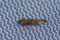Mompha jurassicella