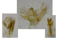 Mompha jurassicella