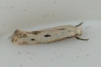 Elachista biatomella