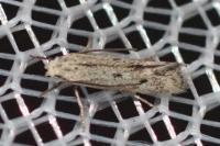 Elachista biatomella