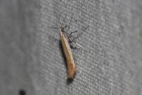 Aspilapteryx tringipennella