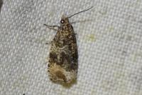 Celypha lacunana