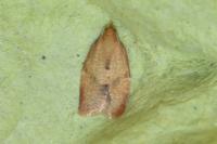 Clepsis consimilana