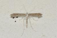 Emmelina monodactyla