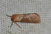 Triodia sylvina