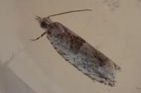 Crocidosema plebejana