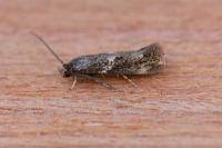 Elachista consortella