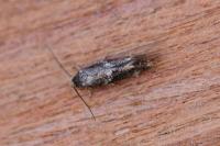 Elachista consortella