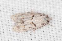 Symmoca signatella